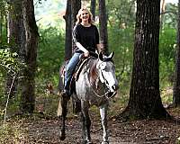 athletic-quarter-horse