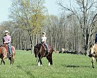 all-quarter-horse