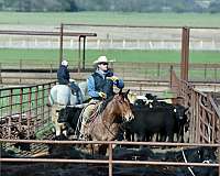 all-around-quarter-horse