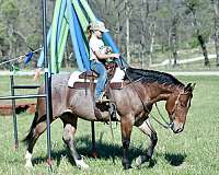 any-level-rider-quarter-horse