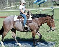 aqha-quarter-horse