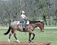 aqha-gelding-quarter-horse