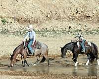 around-quarter-horse