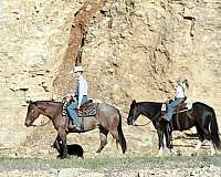 attention-quarter-horse