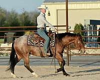 attitude-quarter-horse
