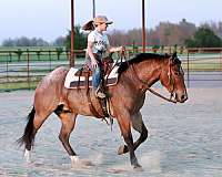 attractive-quarter-horse