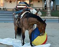 bridle-quarter-horse