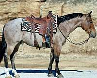 calm-quarter-horse