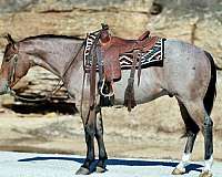 catch-quarter-horse