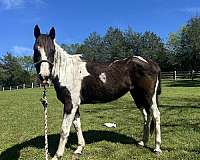 paint-horse-for-sale