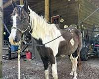 paint-horse
