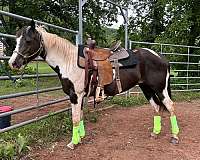 paint-mare