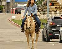 husband-safe-quarter-horse