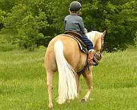 kid-safe-quarter-horse