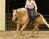 ranch-quarter-horse