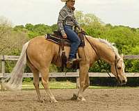 ranch-versatility-quarter-horse