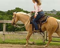 ranch-work-quarter-horse