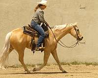 reining-quarter-horse