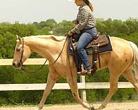 ridden-western-quarter-horse
