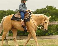 trail-class-competition-quarter-horse