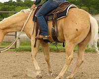 trail-quarter-horse