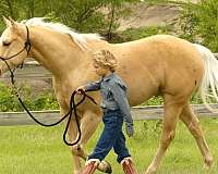 trail-riding-quarter-horse