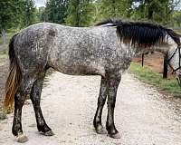 freeze-brand-on-right-hip-horse