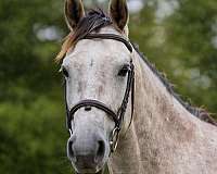 grey-freeze-brand-on-right-hip-horse
