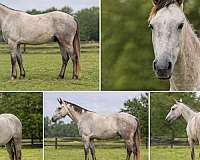 a-hunter-draft-horse