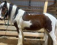 tobiano-horse