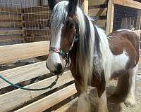 bay-tobiano-horse