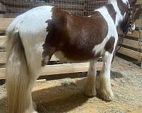 all-around-gypsy-vanner-horse