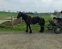 husband-safe-fell-pony