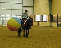 longe-line-fell-pony
