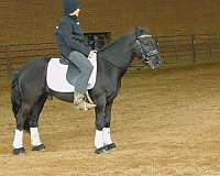 r-fell-pony