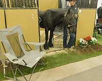 12-hand-fell-pony-gelding
