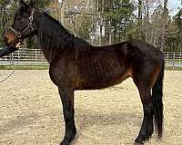 bay-morgan-mare