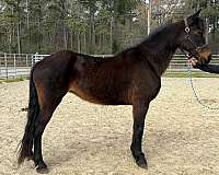 bay-mare-for-sale
