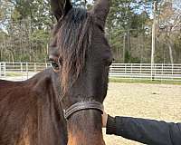 15-hand-morgan-mare