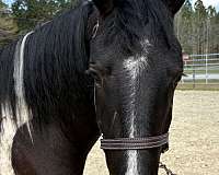 15-hand-paint-gelding