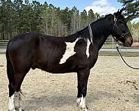 pinto-gelding-for-sale
