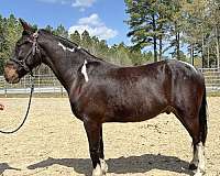 pinto-paint-gelding