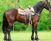 trail-class-com-friesian-horse