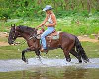 black-trail-class-com-horse