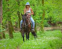 all-around-friesian-horse