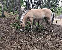 brown-clrc-colt