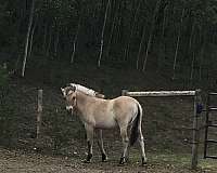 beginner-safe-kid-pony-fjord-horse