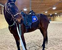 foundation-standardbred-horse