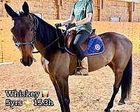 all-around-standardbred-horse