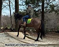 athletic-standardbred-horse